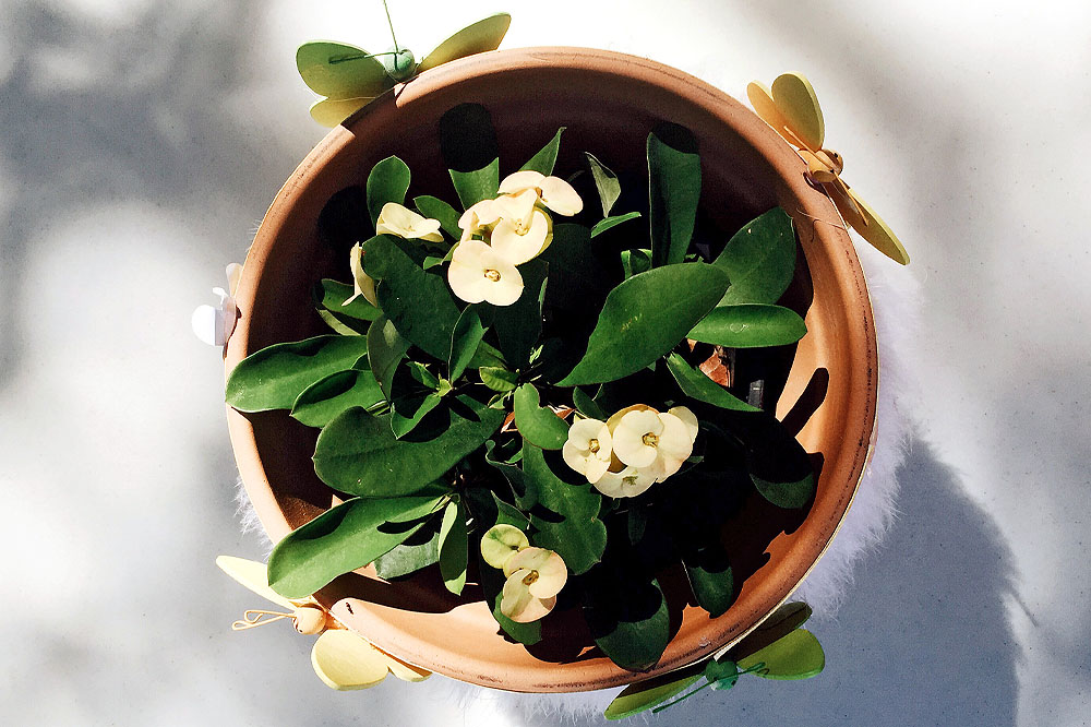 Pollice verde